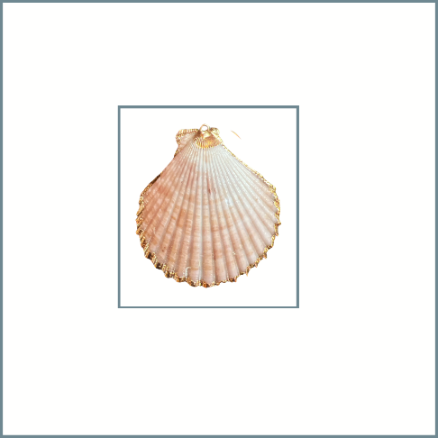 Medium White Shell Charm