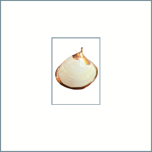 White Shell with Gold Trim Charm